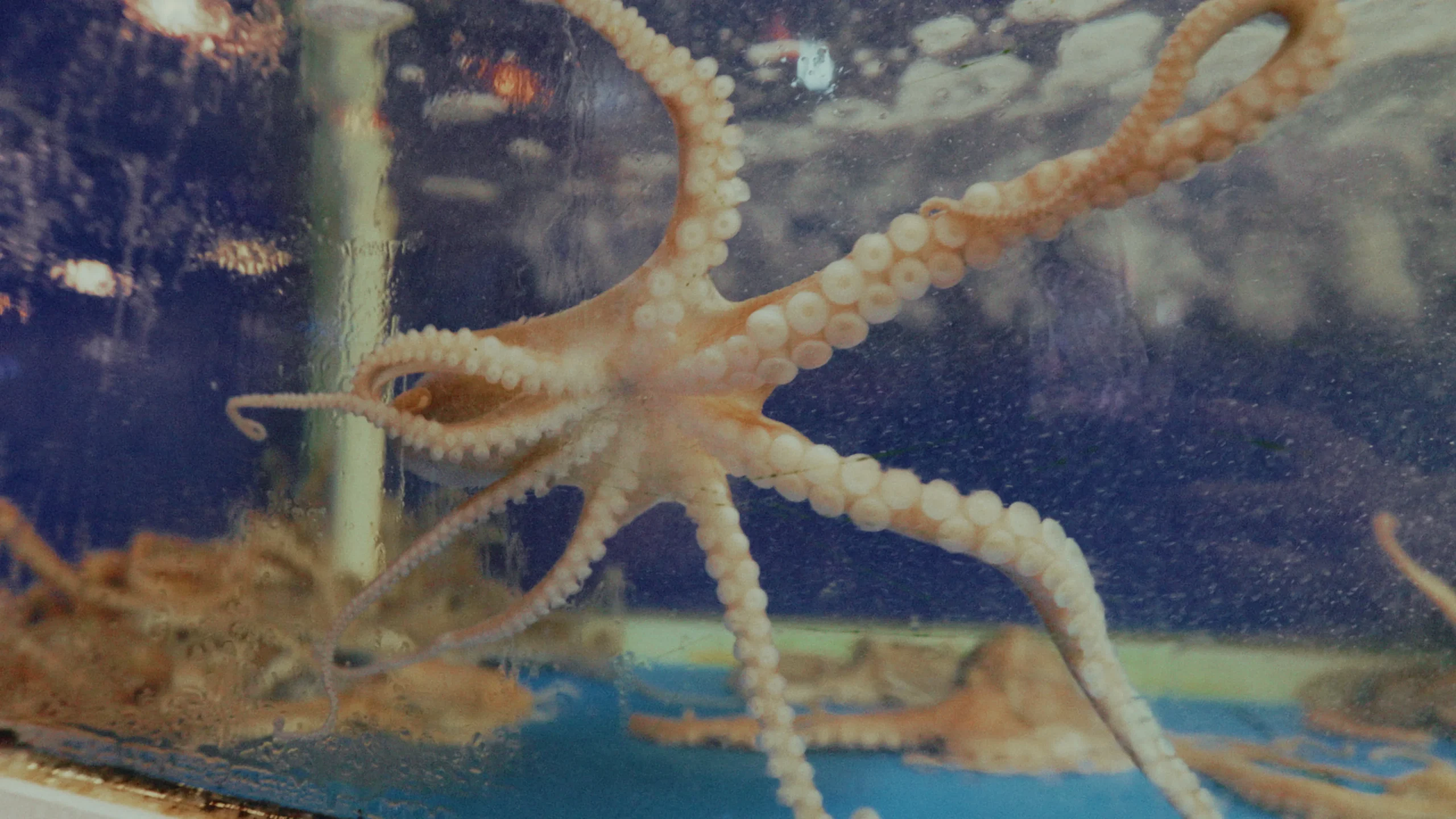 Timeline 1_01_00_35_02